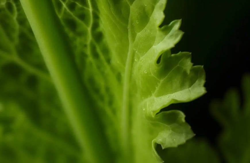 Usos culinarios y beneficios para la salud de las hojas de apio