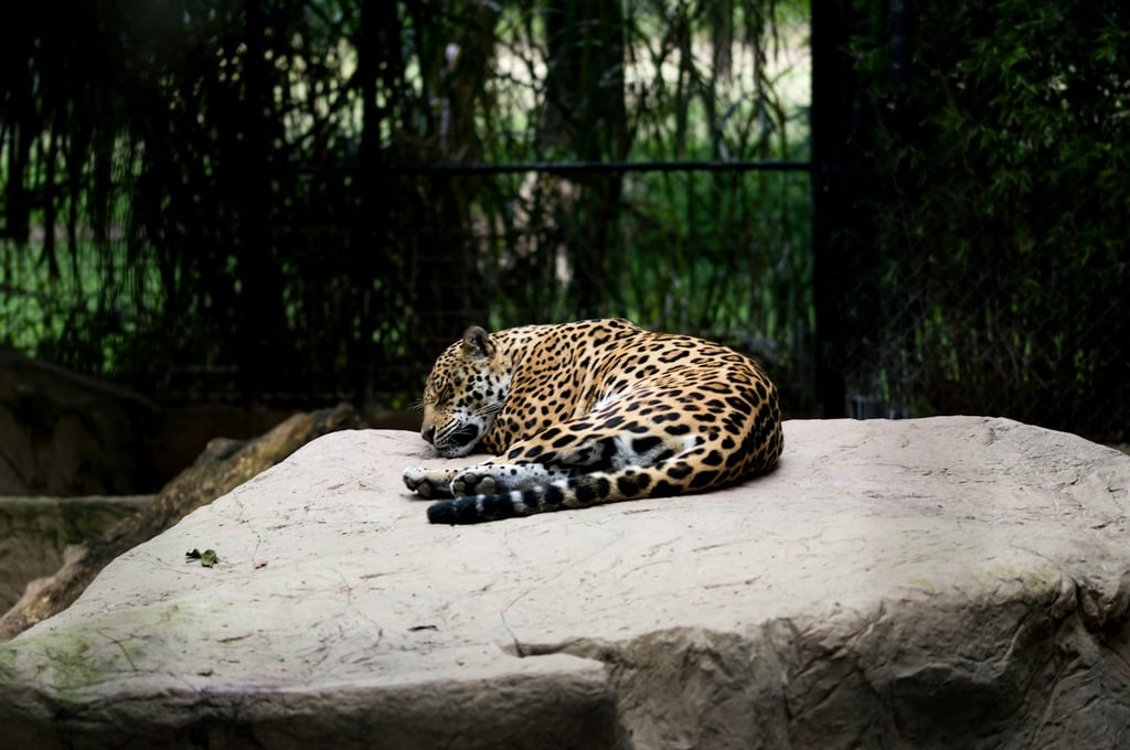 jaguar en zoo
