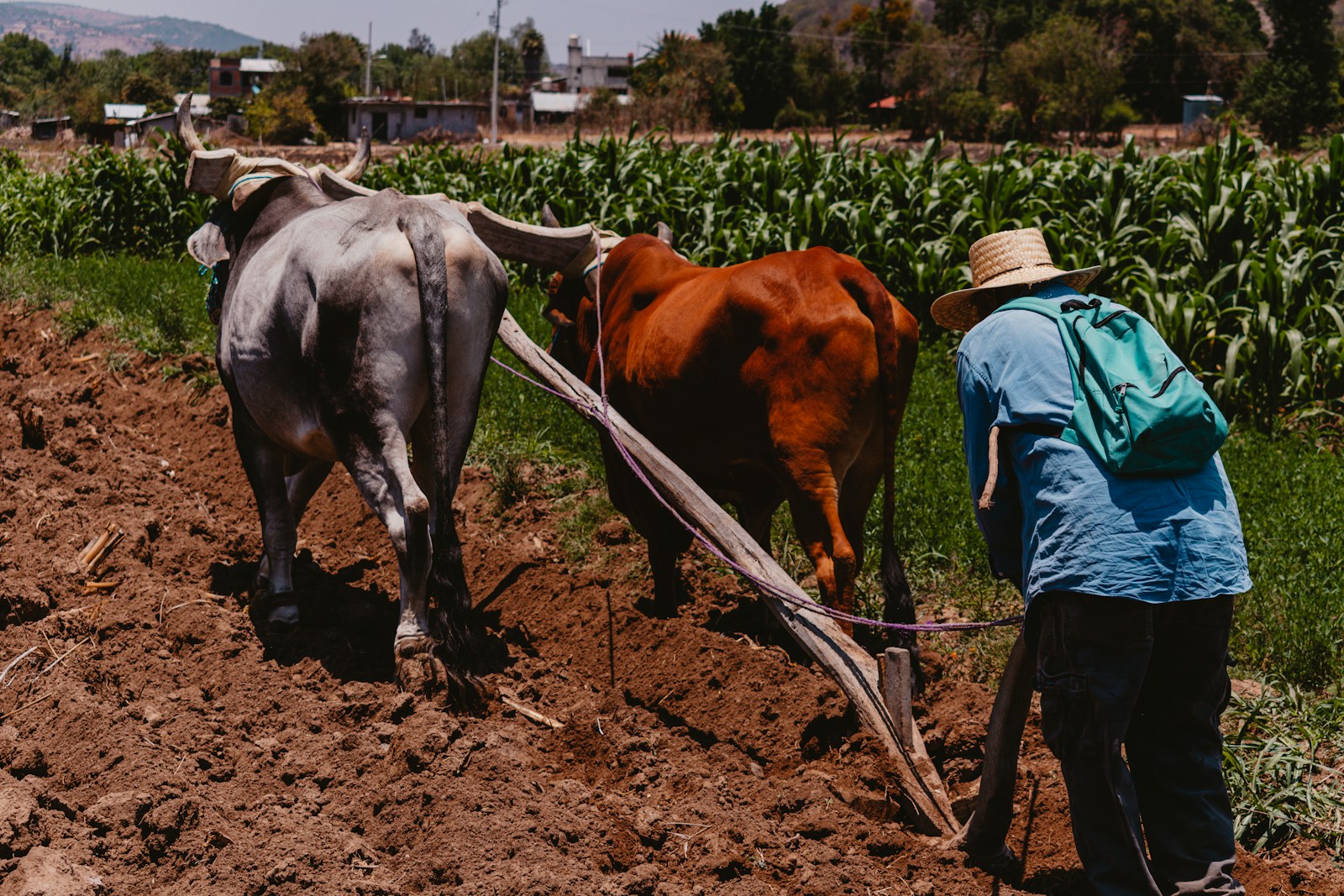 agricultura en México