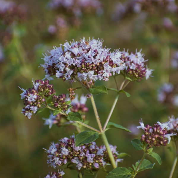 A plant with small purple flowers and green leaves