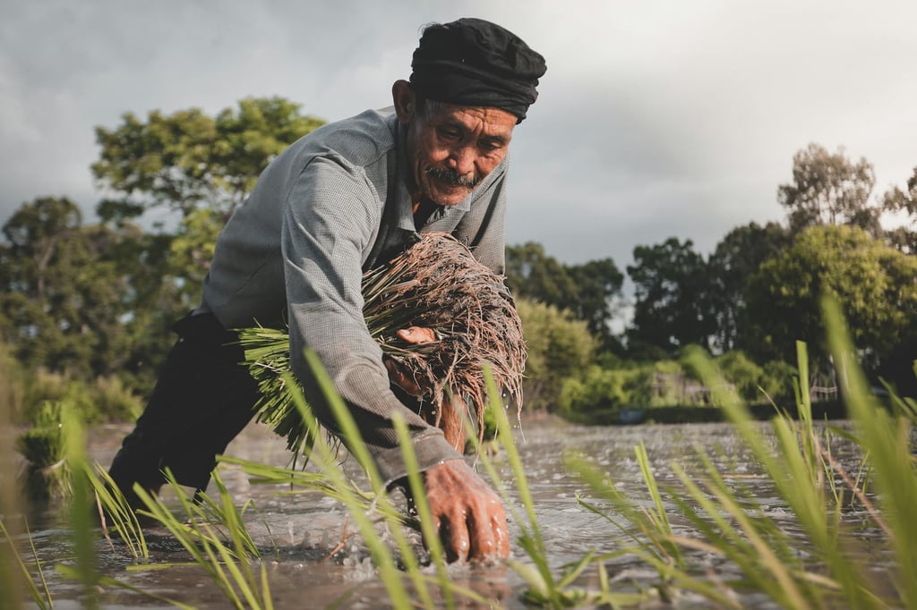 Hombre en una plantación de arroz