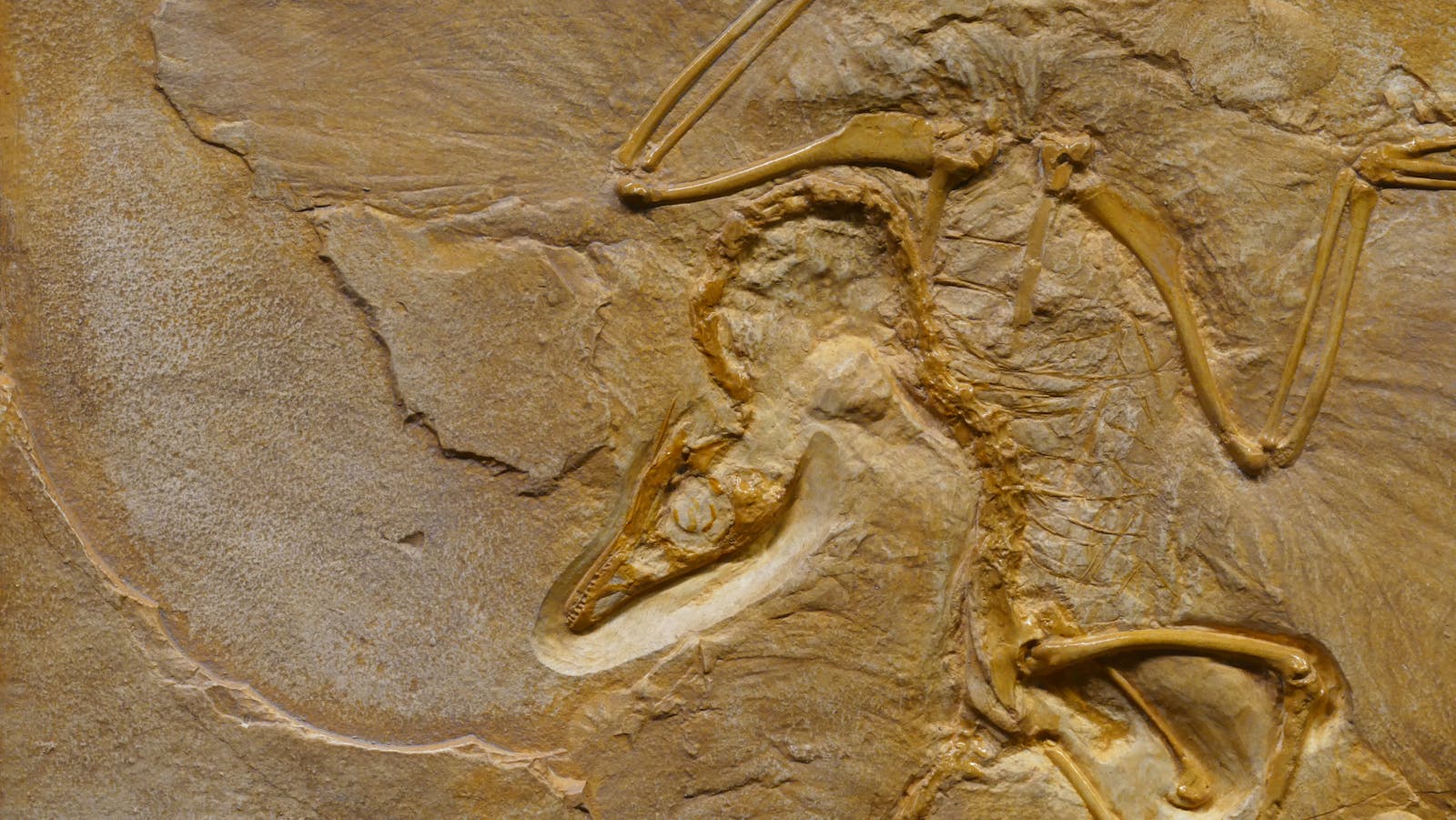 Fósiles de Dinosaurios