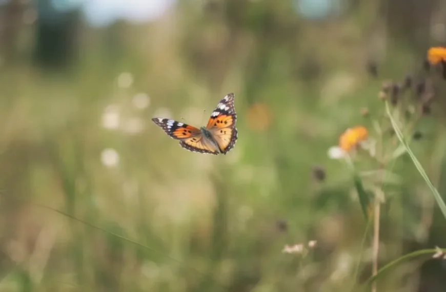 que significa efecto mariposa