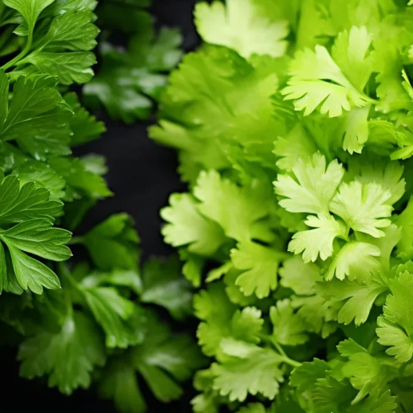 Diferencias entre Cilantro y Perejil
