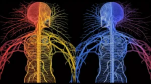 Definición del sistema nervioso simpático y parasimpático