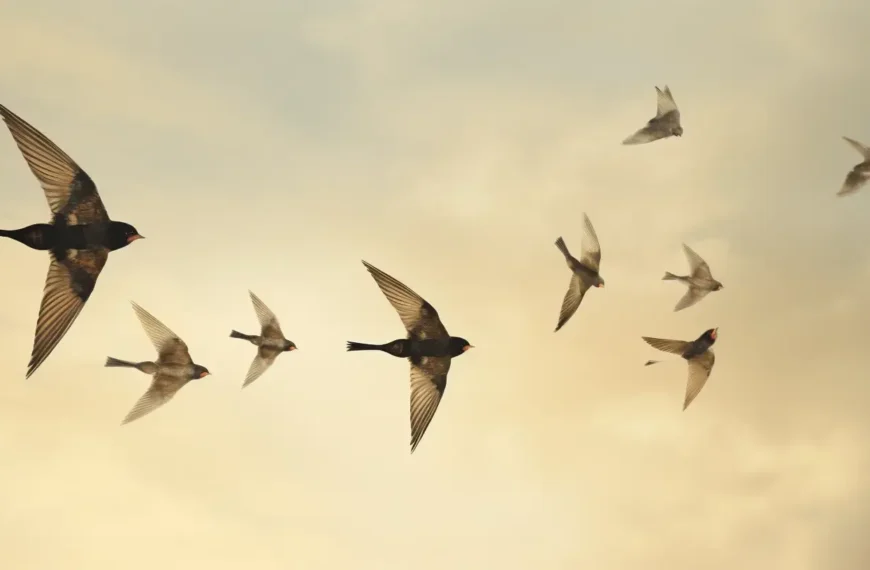 Por qué migran las golondrinas: Una explicación fascinante