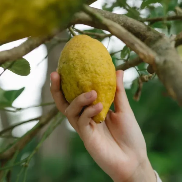 Descubre los Usos Medicinales de la Planta de Limón