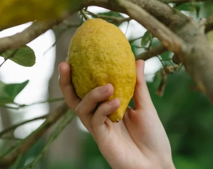 ¿Para qué sirve la planta de limón?