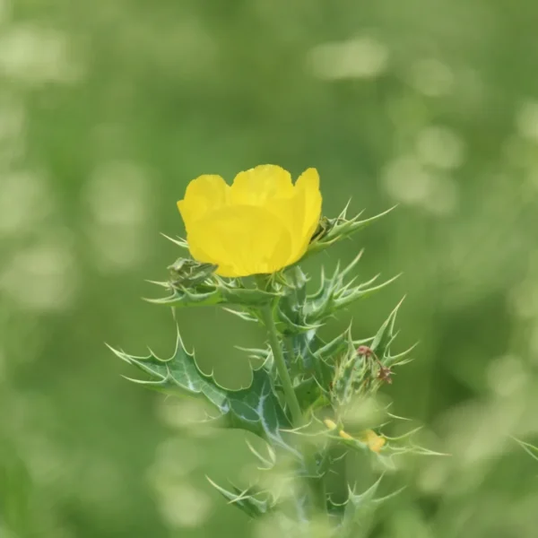 ¿Qué es el Chicalote y para qué sirve?