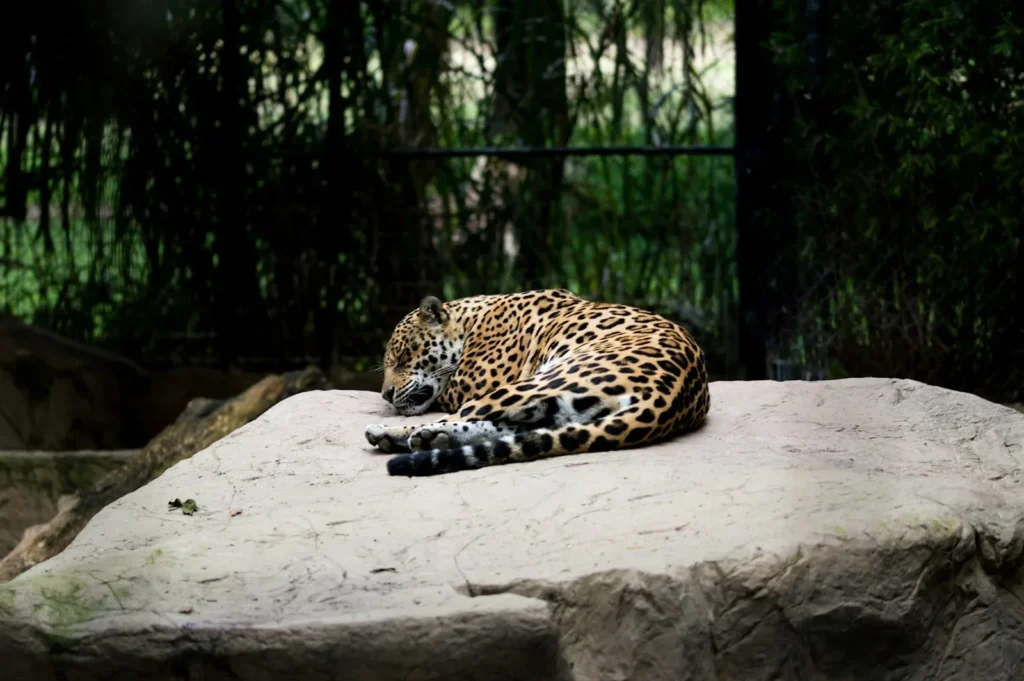 jaguar en zoo