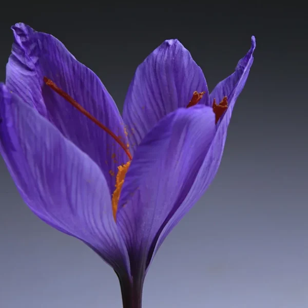 Azafrán: Propiedades, beneficios y usos de la valiosa especia