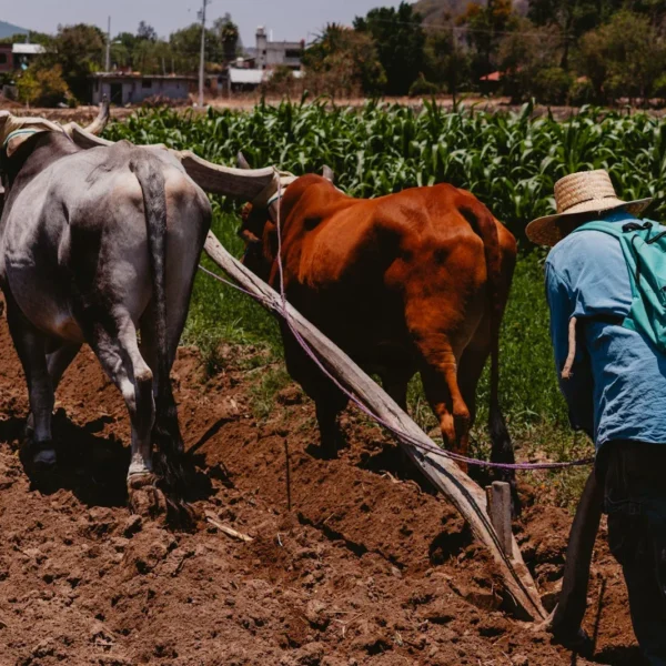 agricultura en México