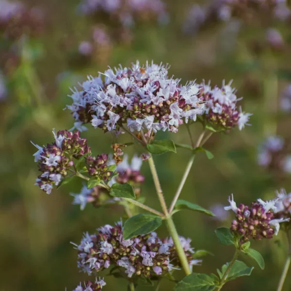 A plant with small purple flowers and green leaves