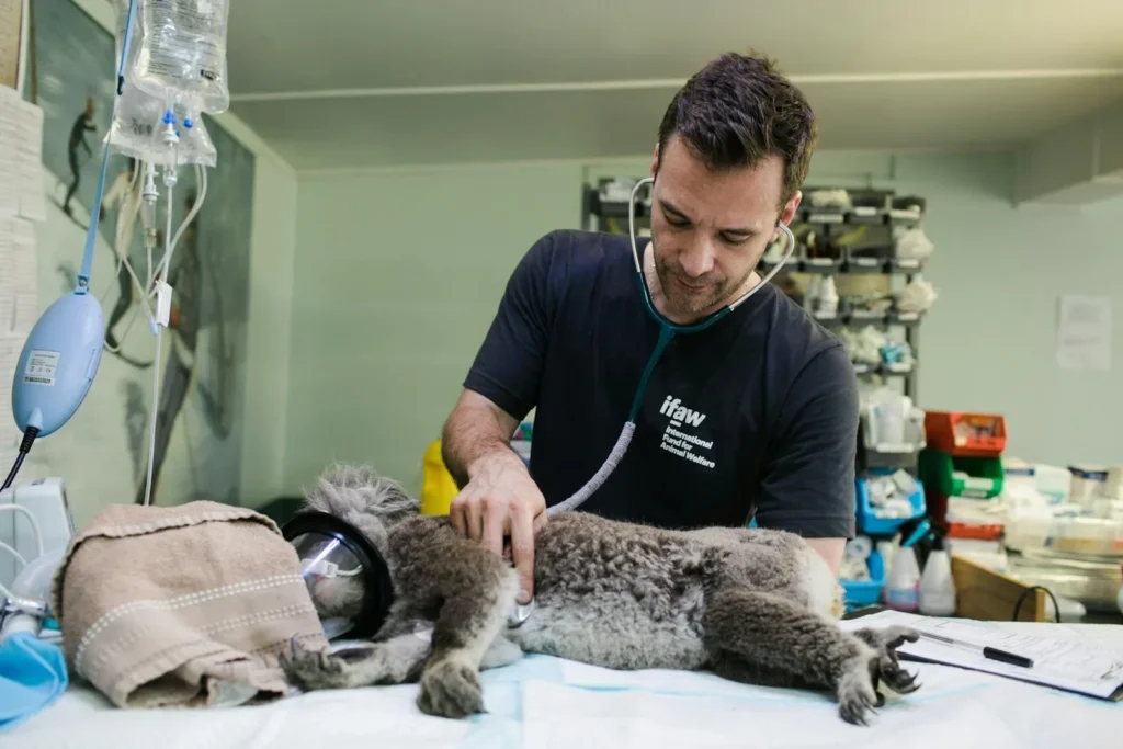 veterniario en australia 