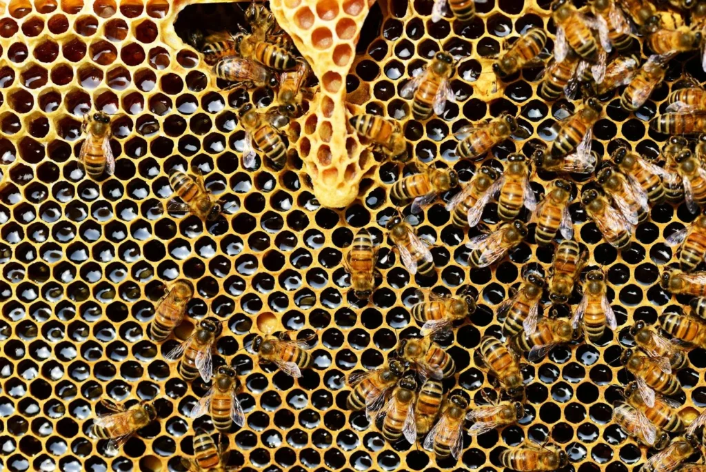 Miel de abeja como tratamiento de las uñas enterrada