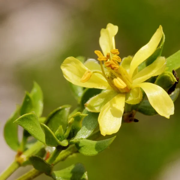 Propiedades curativas de la gobernadora como planta medicinal