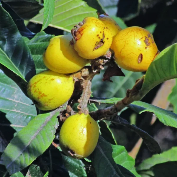 Níspero Chino ( Eriobotrya japonica )
