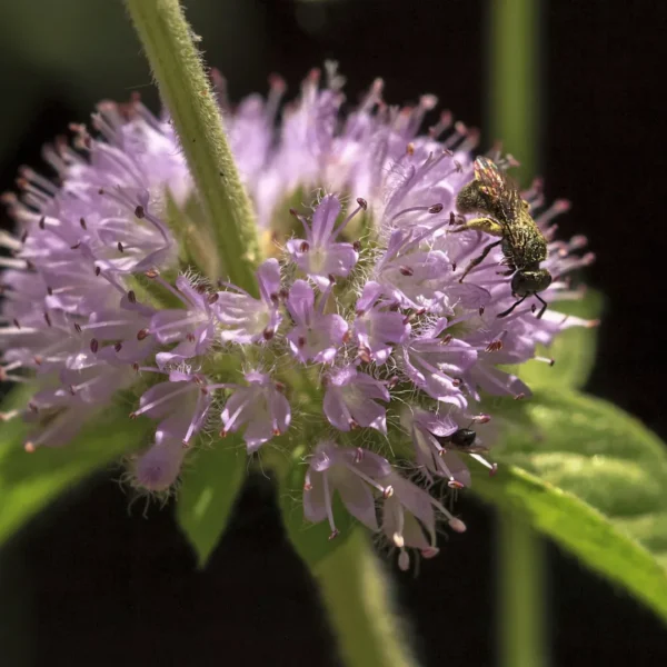 Poleo ( Mentha pulegium )