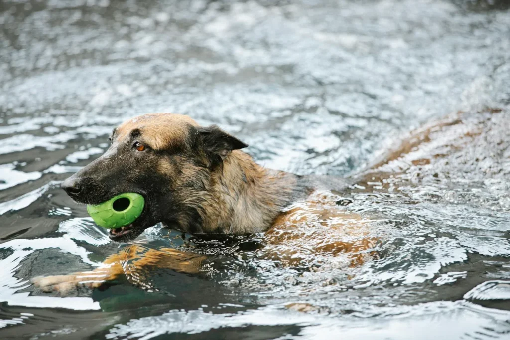 Significado y Simbolismo de Soñar con Perros Nadando en Agua Limpia