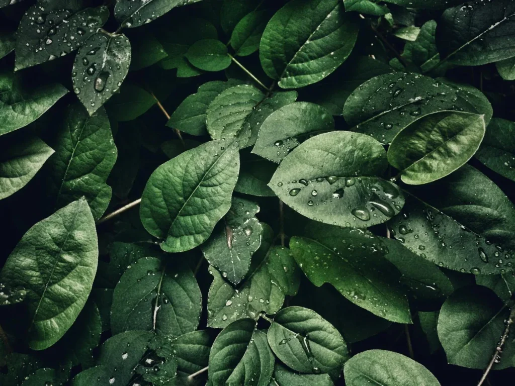 Agua Fría en las Plantas

