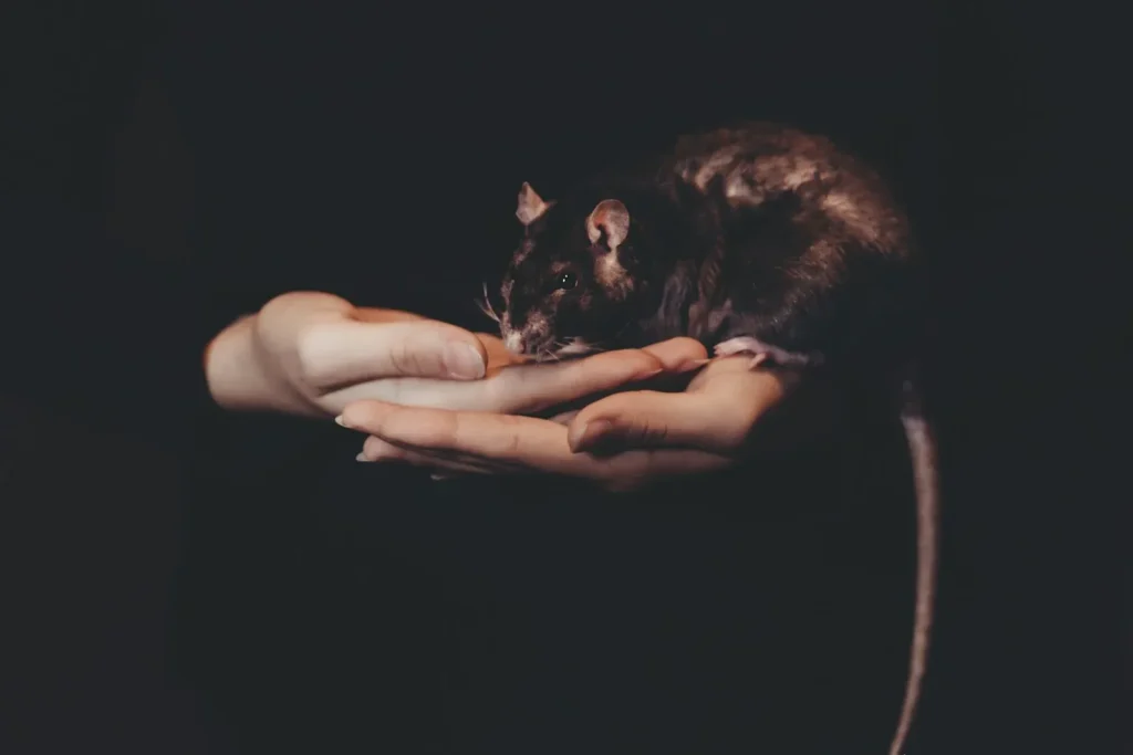 Diferencia entre soñar con ratones negros y ratas negras